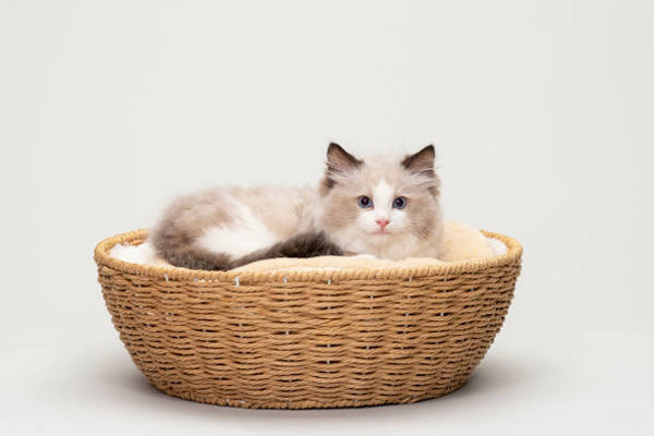 Free Petplan Cat Basket